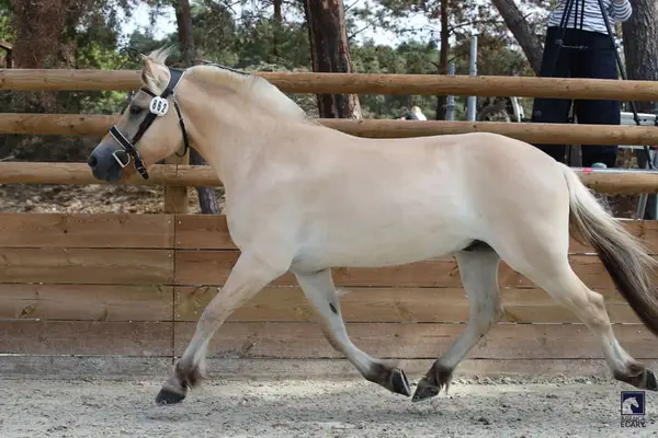 Wallach – Fjord – 3 Jahre alt – Springen, Vielseitigkeit, Dressur – Frankreich