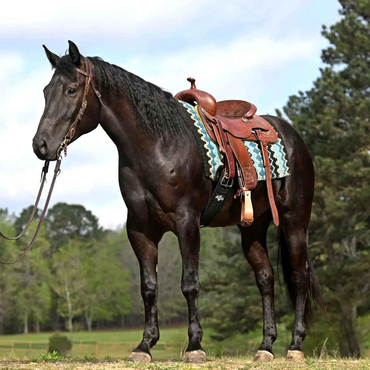 Hübscher schwarzer Quarter Horse Wallach sucht ein neues Zuhause