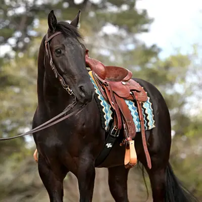 Hübscher schwarzer Quarter Horse Wallach sucht ein neues Zuhause