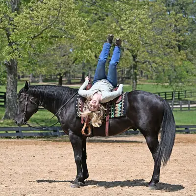 Hübscher schwarzer Quarter Horse Wallach sucht ein neues Zuhause