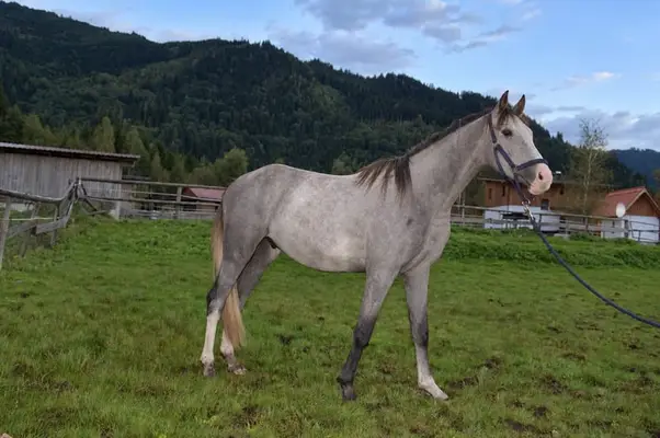 Charmanter 2 jähriger Nachwuchswallach - geb. 04/2024
