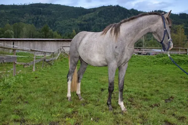 Charmanter 2 jähriger Nachwuchswallach - geb. 04/2024