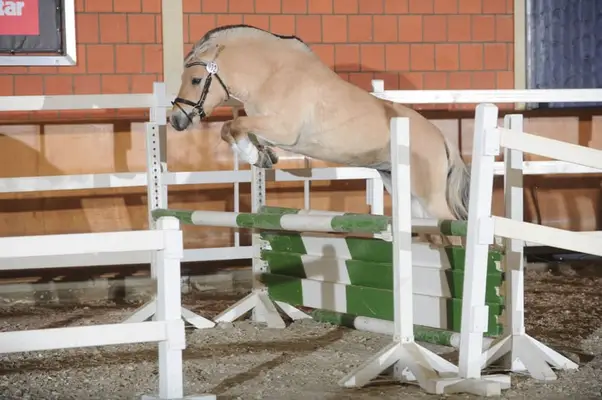 Valerio LGKS – Siegerhengst der HLP
