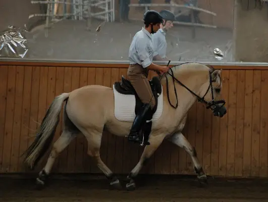 Valerio LGKS – Siegerhengst der HLP