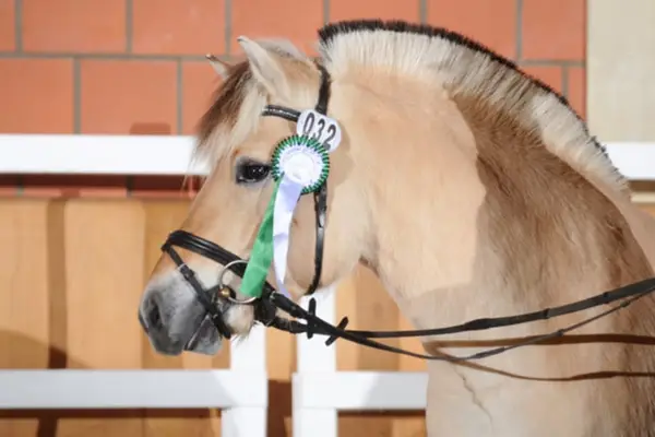 Siegerhengst der HLP 2018