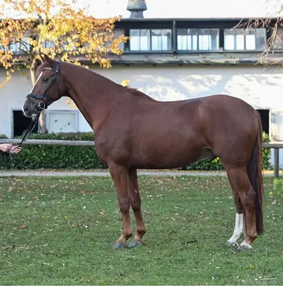 Talentierter Dunkelfuchswallach