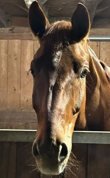 Liebenswerter Wallach, fein zu reiten