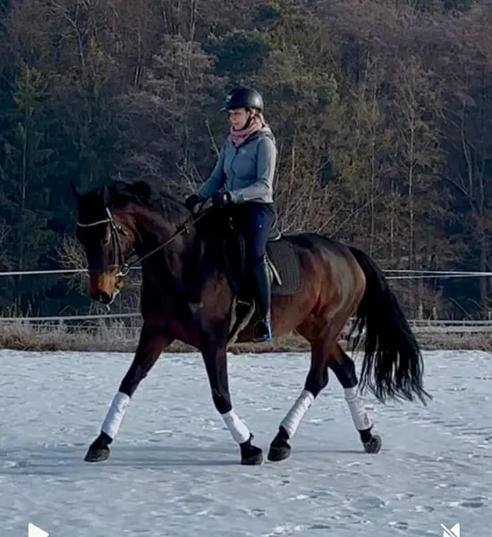 Junges Dressurpferd mit Potential