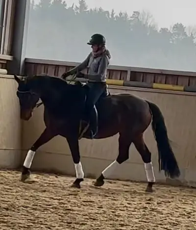 Junges Dressurpferd mit Potential
