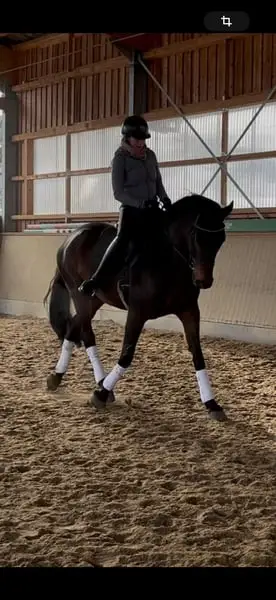 Junges Dressurpferd mit Potential