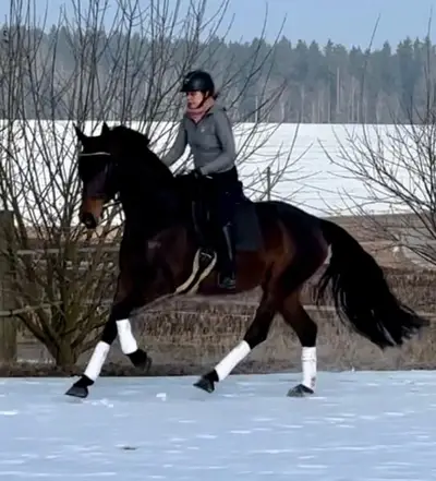 Junges Dressurpferd mit Potential