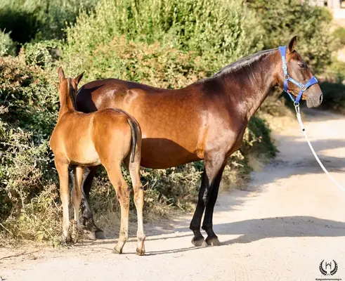 Potra PRE Barroca, Linie Dressur – funktional