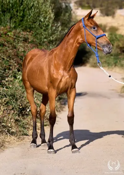 Potra Appaloosa CDE – klassische Dressur und Vaquero-Reiten