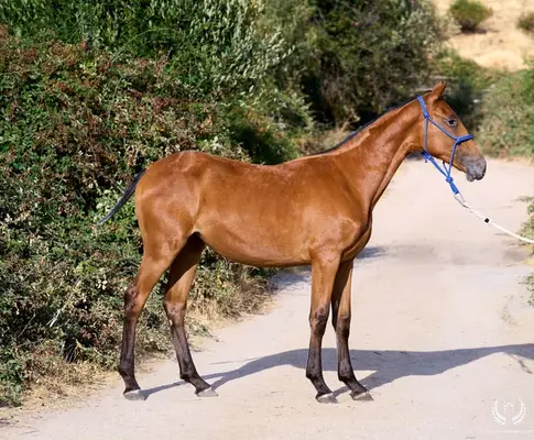 Potra Appaloosa CDE – klassische Dressur und Vaquero-Reiten
