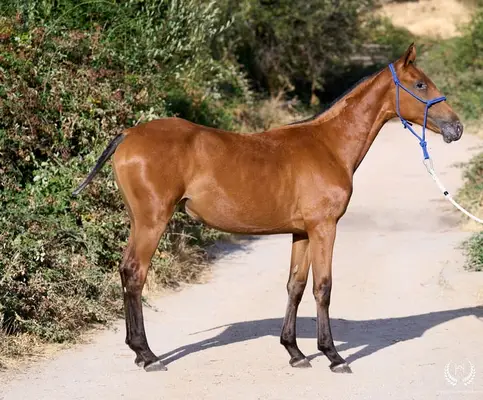 Potra Appaloosa CDE – klassische Dressur und Vaquero-Reiten