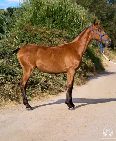 Potra Appaloosa CDE – klassische Dressur und Vaquero-Reiten