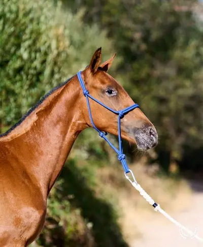 Potra Appaloosa CDE – klassische Dressur und Vaquero-Reiten