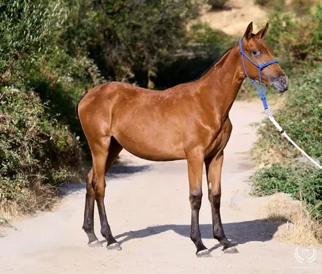 Potra Appaloosa CDE – klassische Dressur und Vaquero-Reiten