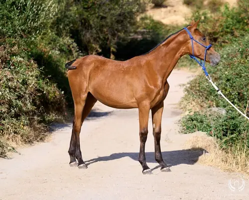 Potra Appaloosa CDE – klassische Dressur und Vaquero-Reiten