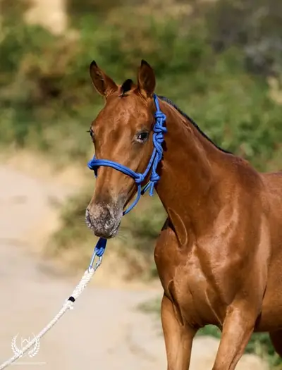 Potra Appaloosa CDE – klassische Dressur und Vaquero-Reiten