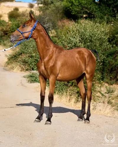 Potra Appaloosa CDE – klassische Dressur und Vaquero-Reiten