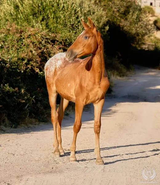 Potra CDE, homozygot, sportliche Linie – funktionell