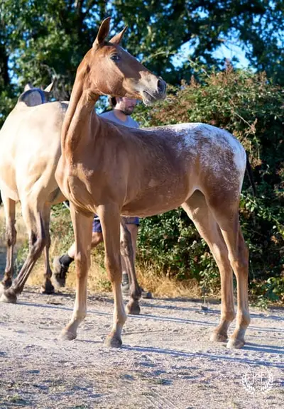 Potra CDE, homozygot, sportliche Linie – funktionell