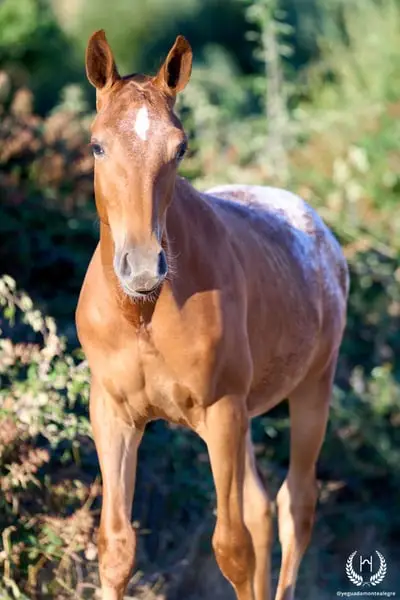 Potra CDE, homozygot, sportliche Linie – funktionell