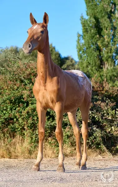 Potra CDE, homozygot, sportliche Linie – funktionell