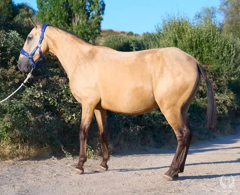 Potra CDE, homozygot, sportliche Linie – funktionell