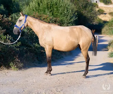 Potra CDE, homozygot, sportliche Linie – funktionell