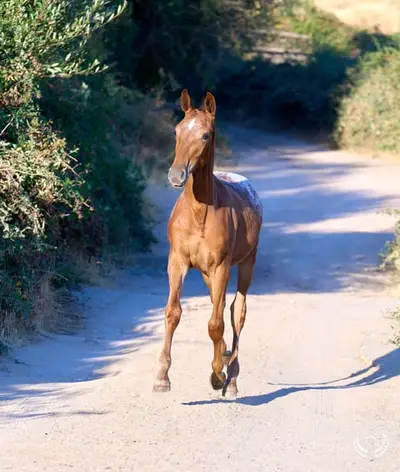 Potra CDE, homozygot, sportliche Linie – funktionell