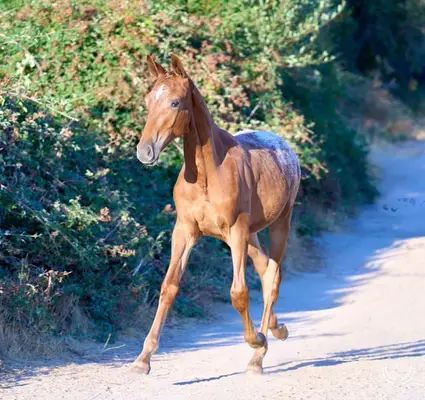 Potra CDE, homozygot, sportliche Linie – funktionell