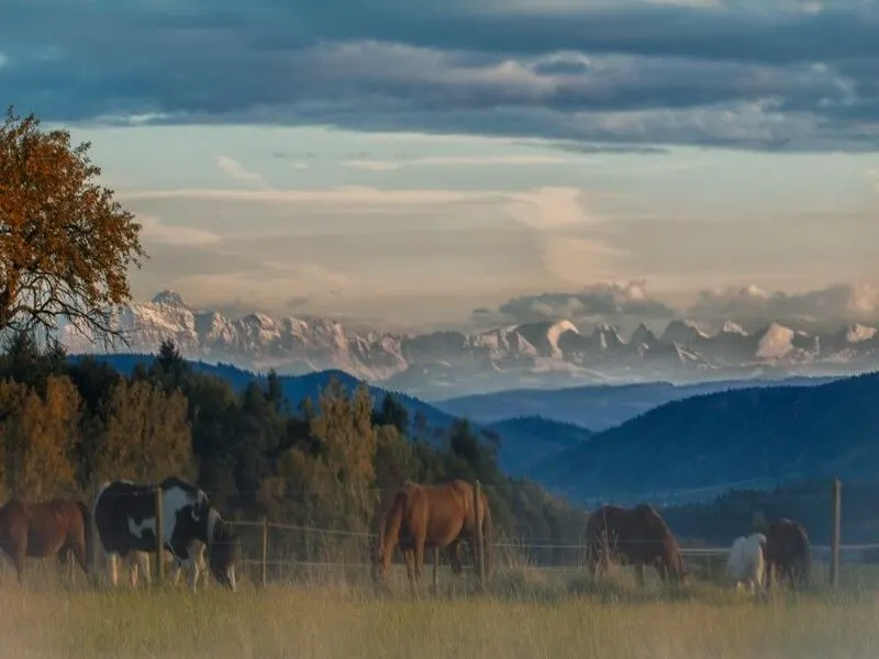 Exklusives Reiteranwesen mit Alpenpanorama – Pferdeparadies mit Perspektive V13084
