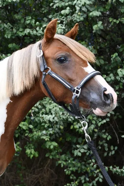 Toll gezeichnetes ganz liebes Pony sucht Traumzuhause