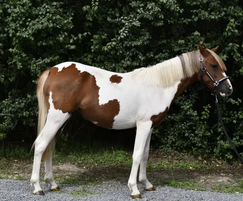 Toll gezeichnetes ganz liebes Pony sucht Traumzuhause