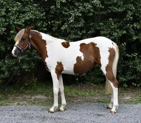 Toll gezeichnetes ganz liebes Pony sucht Traumzuhause