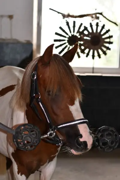 Toll gezeichnetes ganz liebes Pony sucht Traumzuhause