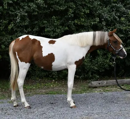 Toll gezeichnetes ganz liebes Pony sucht Traumzuhause