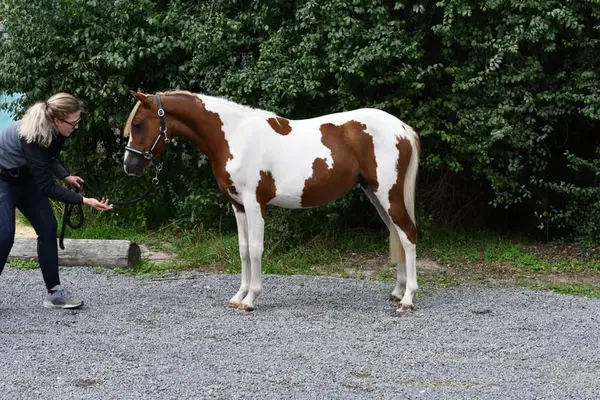 Toll gezeichnetes ganz liebes Pony sucht Traumzuhause