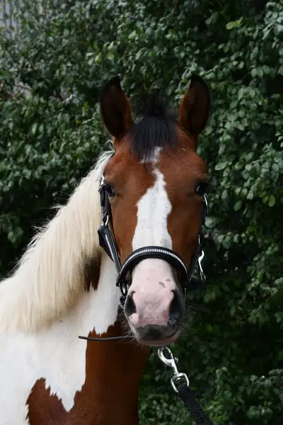 Traumhaft schöne Scheckpony sucht neues zuhause