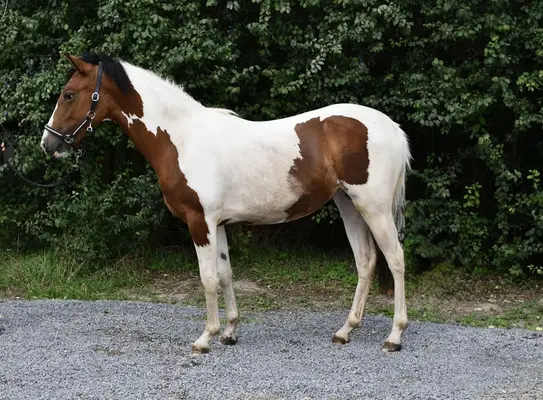 Traumhaft schöne Scheckpony sucht neues zuhause