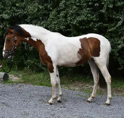 Traumhaft schöne Scheckpony sucht neues zuhause