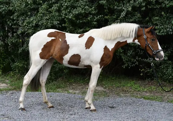 Traumhaft schöne Scheckpony sucht neues zuhause