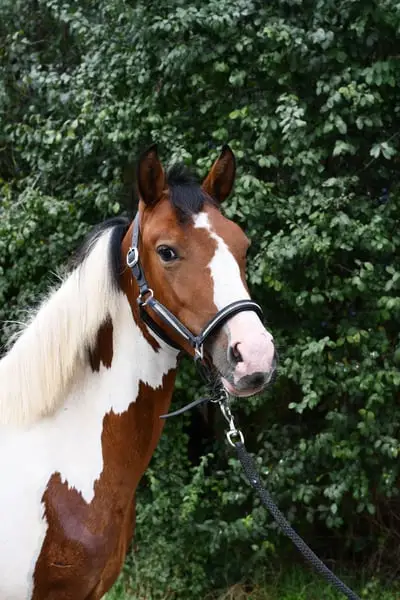 Traumhaft schöne Scheckpony sucht neues zuhause