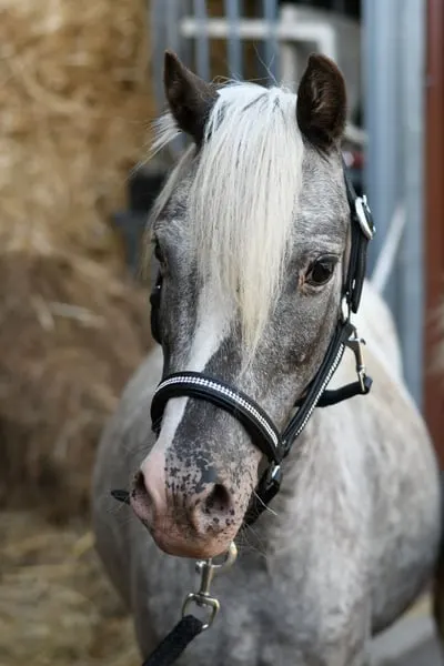 Traumhaft schönes Kinderpony mit Fohlen bei Fuß