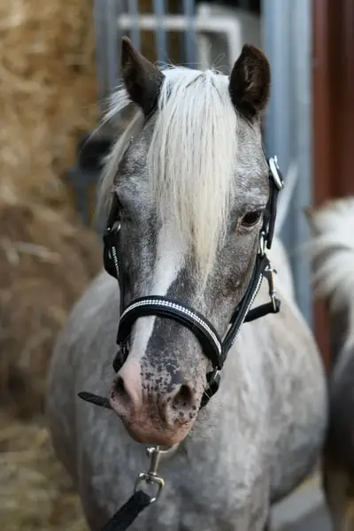 Traumhaft schönes Kinderpony mit Fohlen bei Fuß