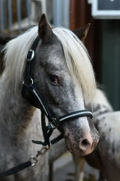 Traumhaft schönes Kinderpony mit Fohlen bei Fuß
