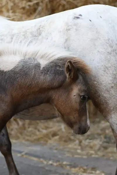 Traumhaft schönes Kinderpony mit Fohlen bei Fuß