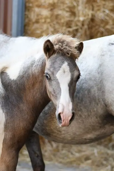 Traumhaft schönes Kinderpony mit Fohlen bei Fuß